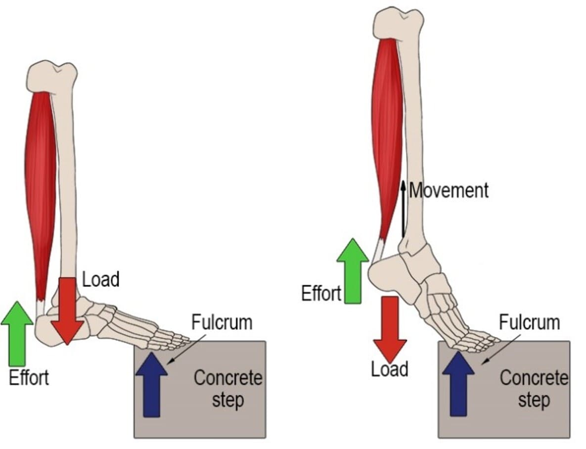 Second-class lever Second-class lever
