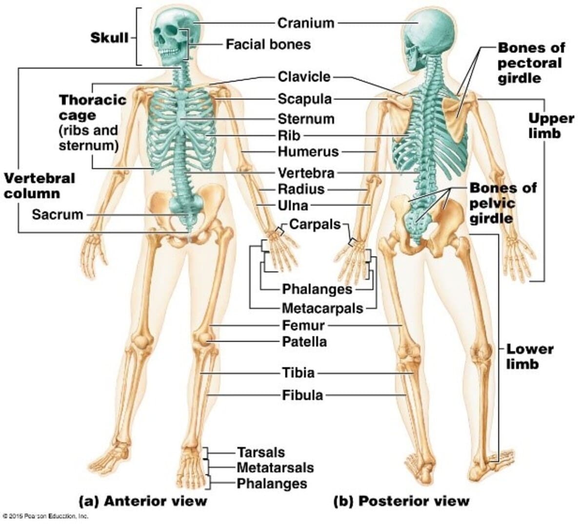 Skeleton System of Human Skeleton System of Human