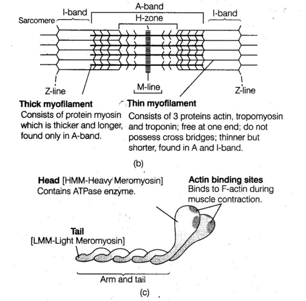 Sliding Muscle Filament theory Sliding Muscle Filament theory