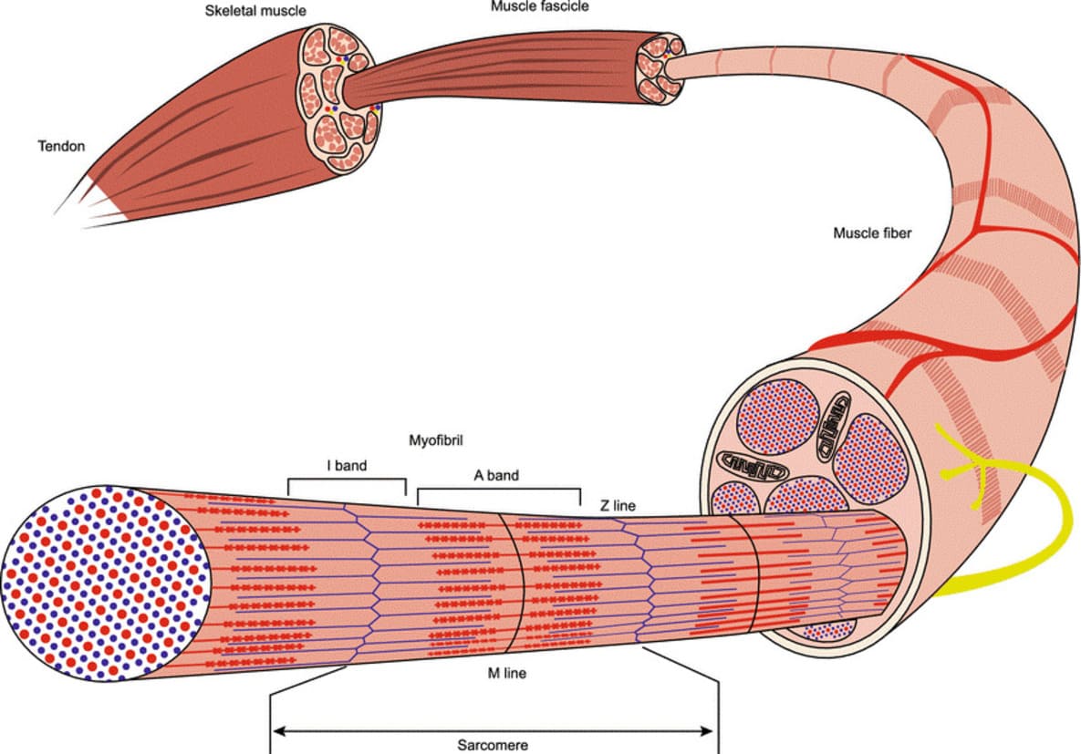 Structure of Skeletal, Striated Muscle Structure of Skeletal, Striated Muscle