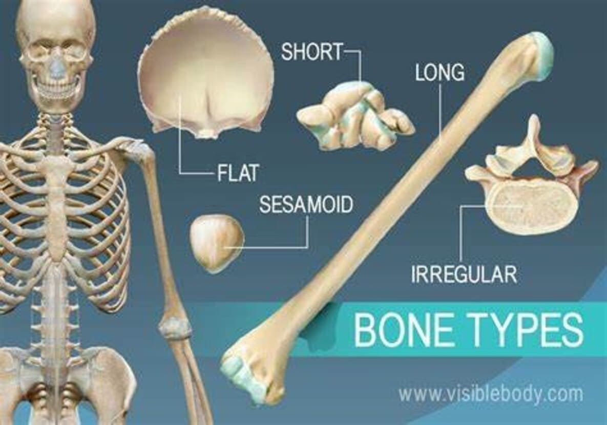 Types of bones Types of bones